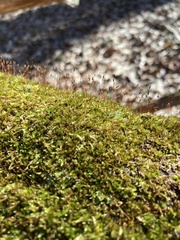 Sematophyllum adnatum
