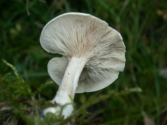 Melanoleuca nivea