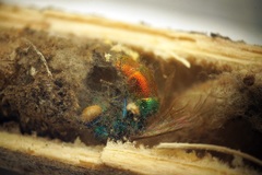 Chrysis fulgida