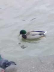 Anas platyrhynchos