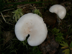 Melanoleuca nivea