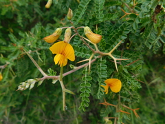 Adesmia cytisoides