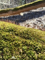 Sematophyllum adnatum