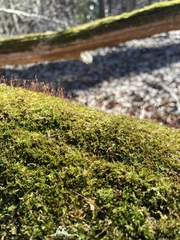 Sematophyllum adnatum