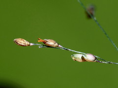 Panicum schinzii