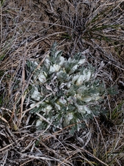 Astragalus gilviflorus