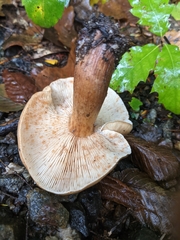 Tricholoma ustale