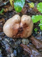 Tricholoma ustale