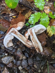 Tricholoma ustale