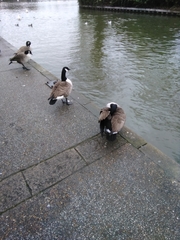 Branta canadensis