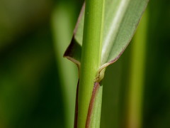 Panicum schinzii