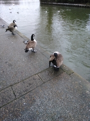 Branta canadensis