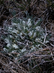 Astragalus gilviflorus