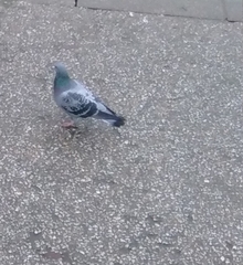 Columba livia domestica