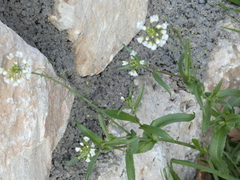 Capsella grandiflora