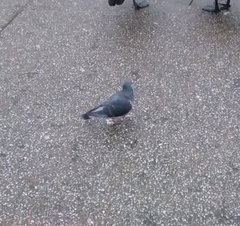 Columba livia domestica