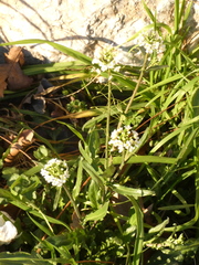 Capsella grandiflora