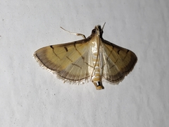 Cnaphalocrocis patnalis