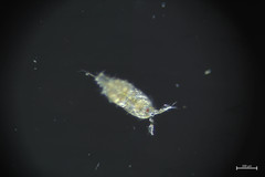 Harpacticus pacificus