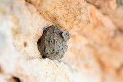 Eumenes