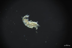 Harpacticus pacificus