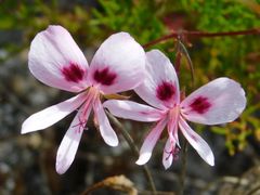 Pelargonium divisifolium