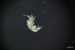 Harpacticus pacificus