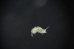 Harpacticus pacificus