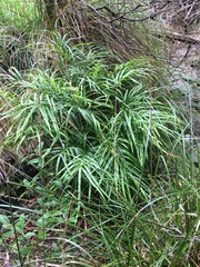 Pteris cretica