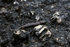 Hydromantes platycephalus