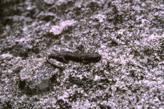 Hydromantes platycephalus