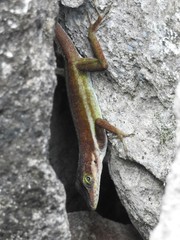 Anolis bimaculatus