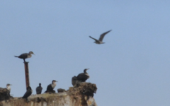 Larus dominicanus vetula