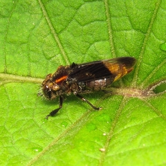 Teletusa