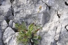 Draba aizoides