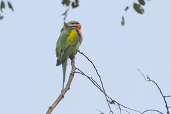 Psittacula alexandri fasciata