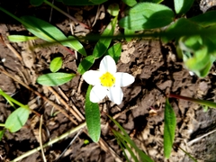 Hesperochiron pumilus