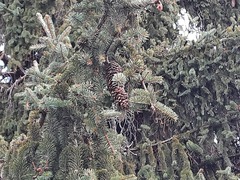 Picea abies