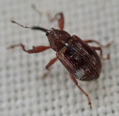 Anthonomus bituberculatus