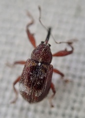 Anthonomus bituberculatus