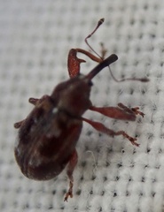 Anthonomus bituberculatus