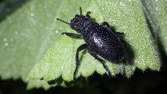 Meloe tuccius