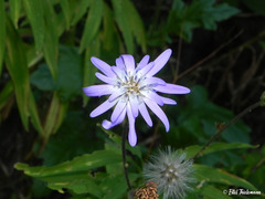 Calorezia prenanthoides