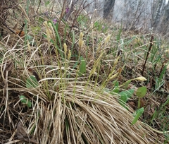 Carex pediformis macroura