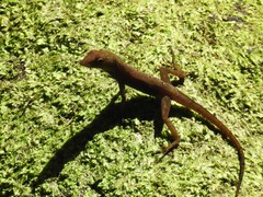 Anolis schwartzi