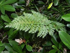 Polystichum chilense