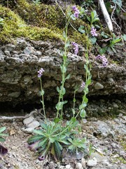 Arabis collina