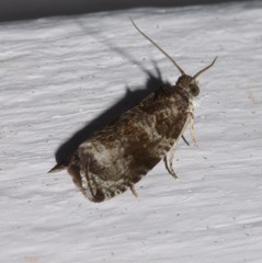 Olethreutes appendiceum