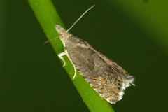 Dichrorampha plumbana