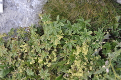 Alchemilla conjuncta